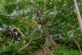 Huge beautiful ancient tree in the tropical forest at Landhoo island at Noonu atoll Royalty Free Stock Photo