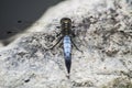 A huge and beautiful blue dragonfly flies by the river in search of prey.