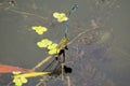 A huge and beautiful blue dragonfly flies by the river in search of prey