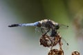 A huge and beautiful blue dragonfly flies by the river in search of prey.