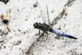 A huge and beautiful blue dragonfly flies by the river in search of prey.