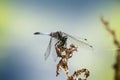 A huge and beautiful blue dragonfly flies by the river in search of prey.