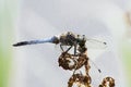 A huge and beautiful blue dragonfly flies by the river in search of prey.