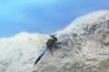 A huge and beautiful blue dragonfly flies by the river in search of prey.