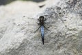 A huge and beautiful blue dragonfly flies by the river in search of prey.