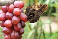 Butterfly sipping grapes