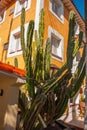 Huge cactus near the building. Varadero. Cuba