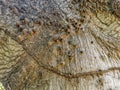 Huge beautiful Kapok tree Ceiba tree with spikes texture pattern