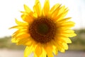 Huge beautiful yellow sunflower in a sunny summer day. Growing ingredients for sunflower oil. Agro-industrial complex.