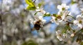 A huge bee on a cherry blossom. In spring, the bee pollinates the flowers. Small details close-up Royalty Free Stock Photo