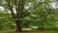 The huge beech tree