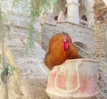 Huge beefy copper color with a bright red crest and beard sitting in a stone pillar.