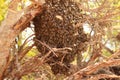 Huge beeswarm