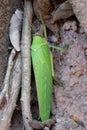 Huge beetle, like a leaf of a plant. Insects of tropical latitudes. Large insect with green wings