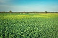 Huge beetroot field, horizon and blue sky Royalty Free Stock Photo