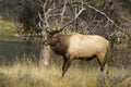 A large elk with huge antlers licking his lips in Yellowstone National Park, Wyoming. Royalty Free Stock Photo