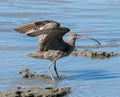 Far Eastern Curlew in Australia