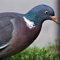 Huge bird Columba palumbus aka Common Wood-Pigeon. Royalty Free Stock Photo