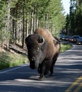 a huge bison delaying traffic