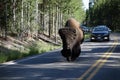 A huge bison delaying traffic