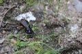 A photo of a large black beetle on the ground Royalty Free Stock Photo