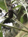 Huge Black Leaf-Footed Bug Leptoglossus oppositus Royalty Free Stock Photo
