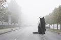 Huge Black Cat Standing on Empty Misty Road