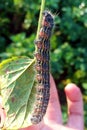 Big black caterpillar eating leaf of currant, hand holding Royalty Free Stock Photo