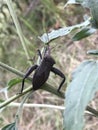 Huge Black Leaf-Footed Bug Leptoglossus oppositus Royalty Free Stock Photo