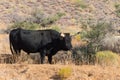 Huge black steer, curious of people Royalty Free Stock Photo