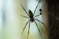 Huge Black Widow Spider Royalty Free Stock Photo