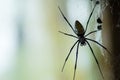 Huge Black Widow Spider Royalty Free Stock Photo