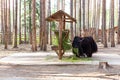 A huge black yak chewing fresh hay in the zoo, look at the camera. Bos mutus.