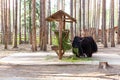 A huge black yak chewing fresh hay in the zoo, look at the camera, wags its tail