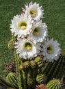 Flowering Trichocereus cactus Royalty Free Stock Photo