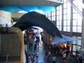 A huge blue whale display inside the main complex. Aquarium of the Pacific, Long Beach, California, USA