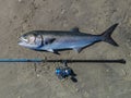 Huge bluefish