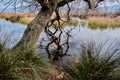 Huge body of a tree withered branches and branches extents to wate