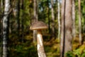 Huge boletus mushroom against the background of a summer mixed forest