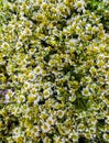 A huge bouquet of medicinal chamomile on the table