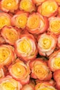 A huge bouquet of orange roses. orange roses background. orange roses horizontal seamless pattern. orange roses arrangement. Royalty Free Stock Photo