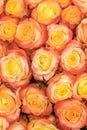 A huge bouquet of orange roses. orange roses background. orange roses horizontal seamless pattern. orange roses arrangement. Royalty Free Stock Photo