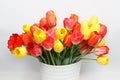 Huge bouquet of yellow and red tulips standing in a white large vase against the background of a white wall, close-up Royalty Free Stock Photo