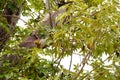 Huge branch with lush green leaves and hanging fruits of baobab tree, symbol of African jungle, upside down tree produce nutrient Royalty Free Stock Photo