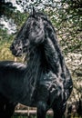 Huge breeding black stallion beautifully poses