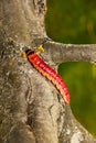 The huge, bright caterpillar creeps on a tree Royalty Free Stock Photo