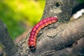the bright colourful caterpillar creeps on a tree Royalty Free Stock Photo