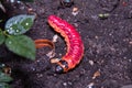 Huge, bright caterpillar on a kitchen garden Royalty Free Stock Photo