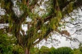 Huge broad tropical forest tree viewed from below Caribbean Trinidad and Tobago. Royalty Free Stock Photo