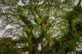 Huge broad tropical forest tree viewed from below Caribbean Trinidad and Tobago. Royalty Free Stock Photo